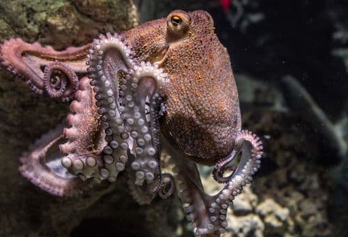 foto de un pulpo