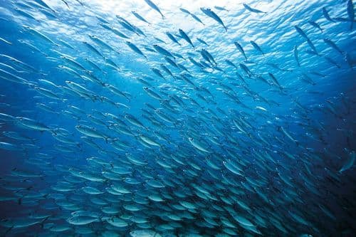 Pongan fin a la pesca de arrastre de fondo